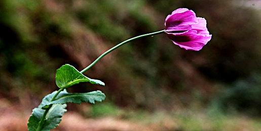 回合策略建造游戏《挪威：血誓》预告 试玩版已上线